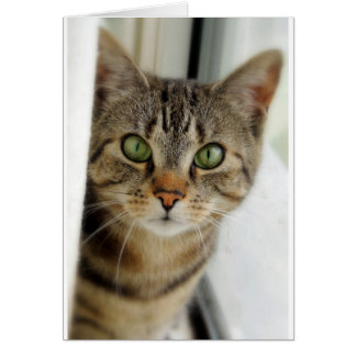 curious cat cards