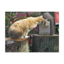 Curious Cat, postcard