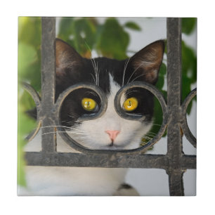 Curious Cat with Spectacles Frame Funny - Ceramic Tile
