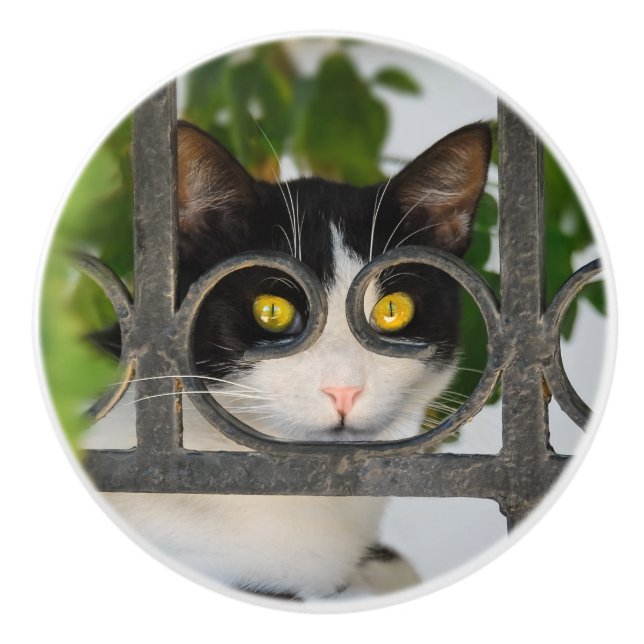 Curious Cat with Spectacles Frame Funny Decorative Ceramic Knob (Front)