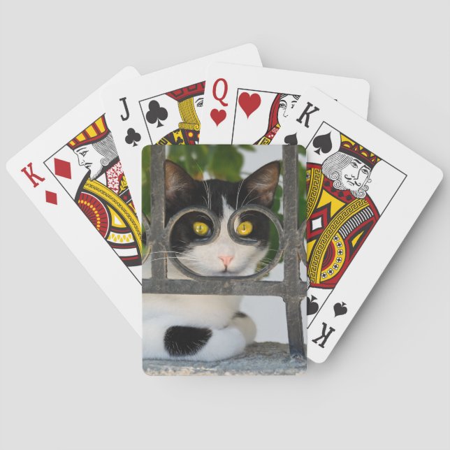 Curious Cat with Spectacles Frame Funny Photo Poker Cards (Back)