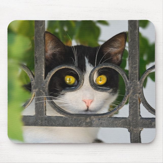 Curious Cat with Spectacles Frame Funny - Supply Mouse Pad (Front)