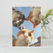 Curious Cats Looking Down (Standing Front)