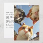 Curious Cats Looking Down (Front/Back)