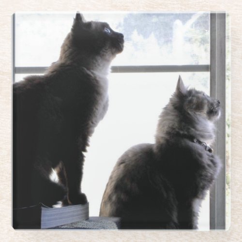 Curious Cats Looking Out Window Kitties Photograph Glass Coaster