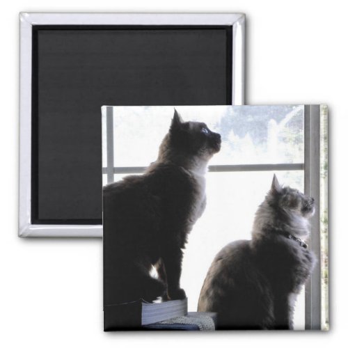 Curious Cats Looking Out Window Kitties Photograph Magnet