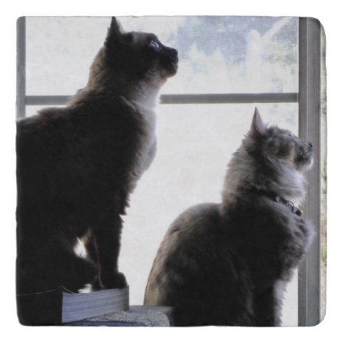 Curious Cats Looking Out Window Kitties Photograph Trivet