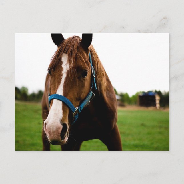Curious Chestnut Postcard (Front)