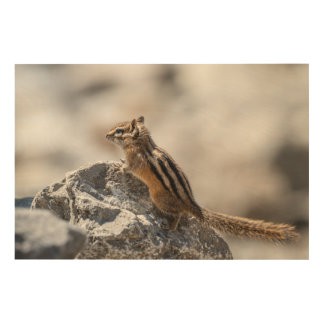 Curious Chipmunk Alberta Forest Wood Wall Art