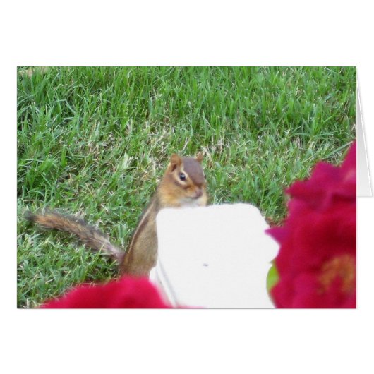 Curious Chipmunk Cards (Front Horizontal)