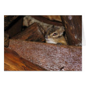 Curious Chipmunk   Greeting Card (Front Horizontal)