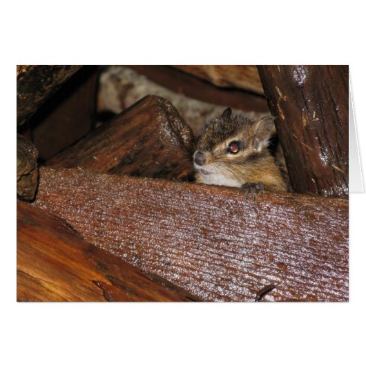 Curious Chipmunk Greeting Card (Front Horizontal)