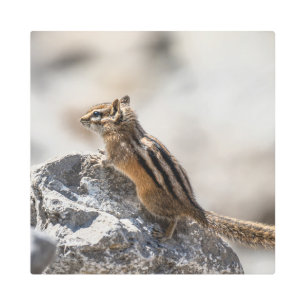 Curious Chipmunk in Alberta – Wildlife Photography Metal Print