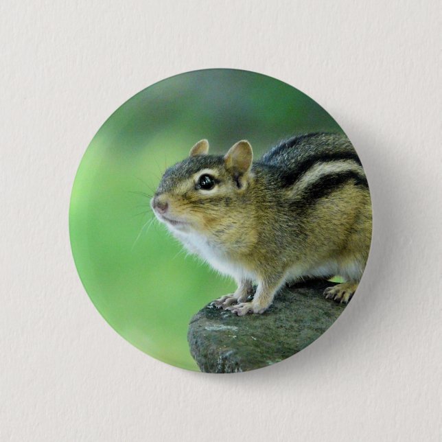 Curious Chipmunk  Pin (Front)