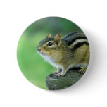 Curious Chipmunk  Pin
