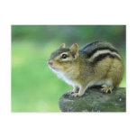 Curious Chipmunk  Postcard