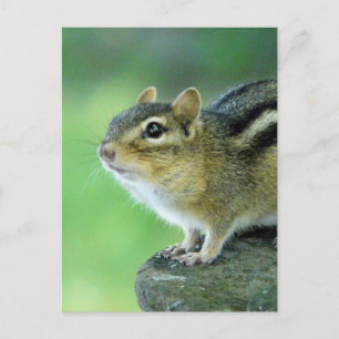 Curious Chipmunk Postcard