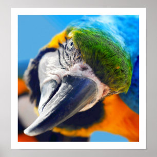 Curious Colorful Macaw Poster