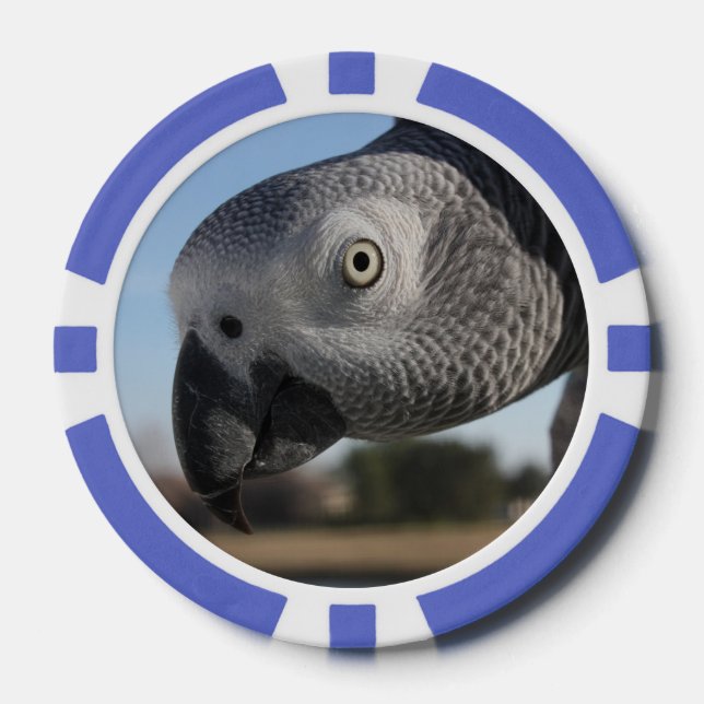 Curious Congo African Grey Parrot Poker Chips (Front)