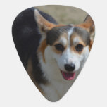 Curious Corgi Guitar Pick