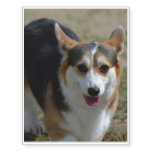 Curious Corgi Temporary Tattoos