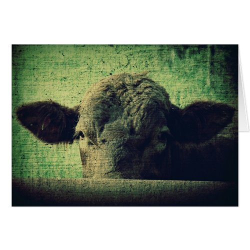 Curious Cow All Occasion Blank Greeting Card