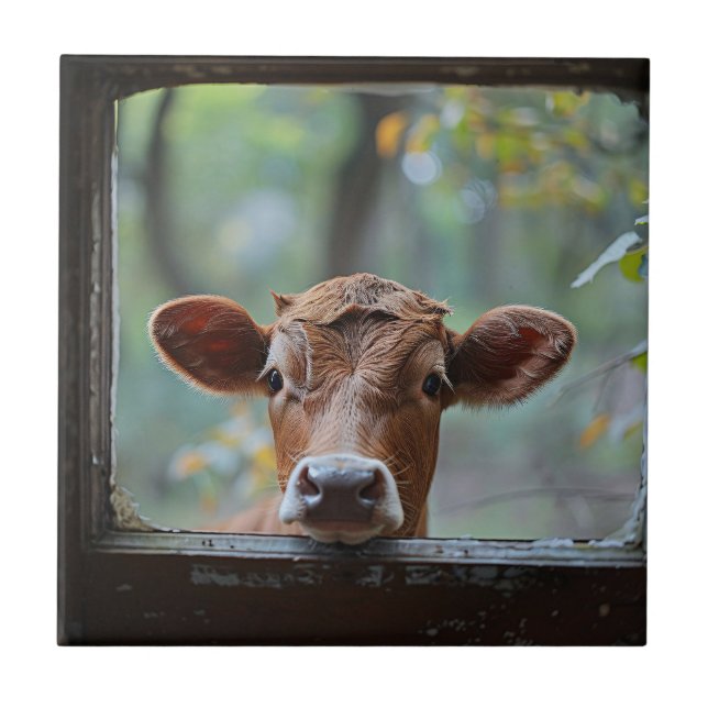 Curious Cow Looking Through a Window Ceramic Tile (Front)