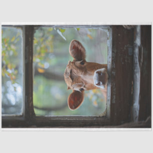 Curious Cow Looking Through a Window Decoupage Tissue Paper