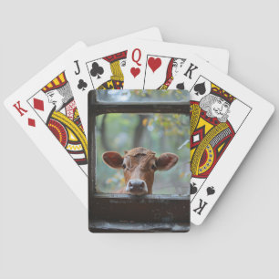 Curious Cow Looking Through a Window Poker Cards