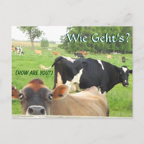 Curious Cow Pa Dutch LititzLancaster Postcard