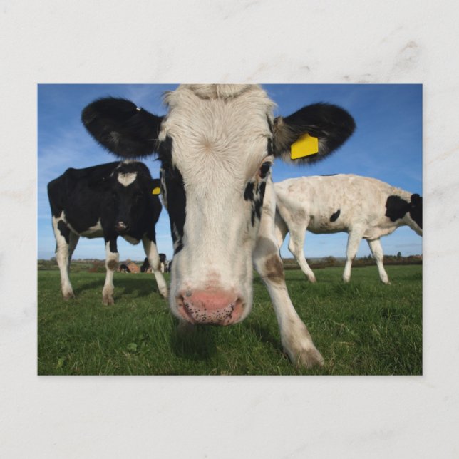 Curious Cow Postcard (Front)