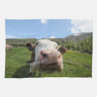 curious cow towel
