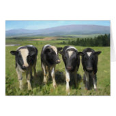Curious cows (Front Horizontal)