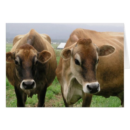 Curious cows (Front Horizontal)