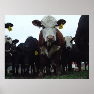 Curious Cows 3 Poster