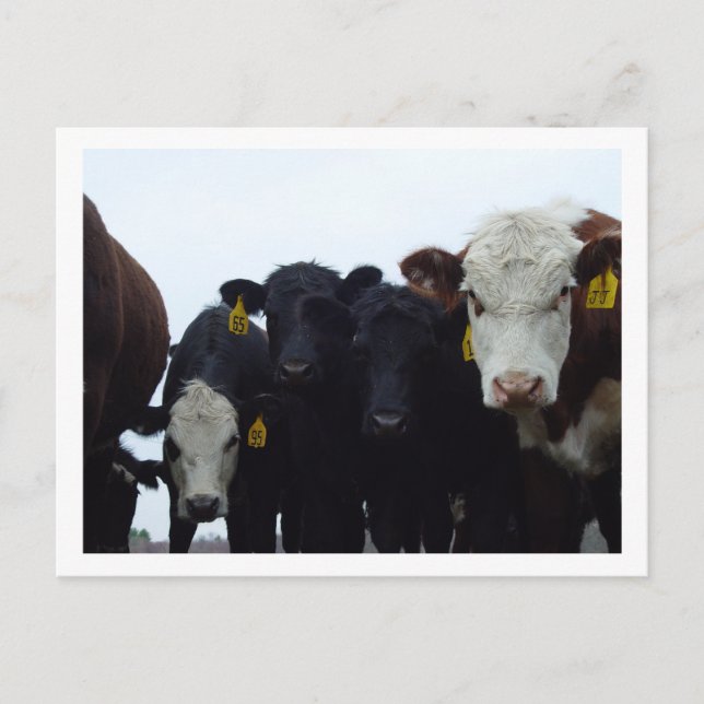 Curious Cows 9 Postcard (Front)