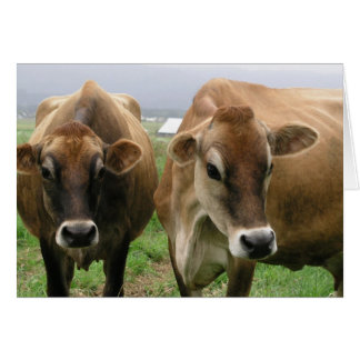 Curious cows cards