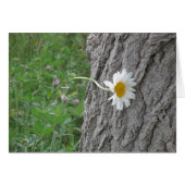 Curious Daisy (Front Horizontal)