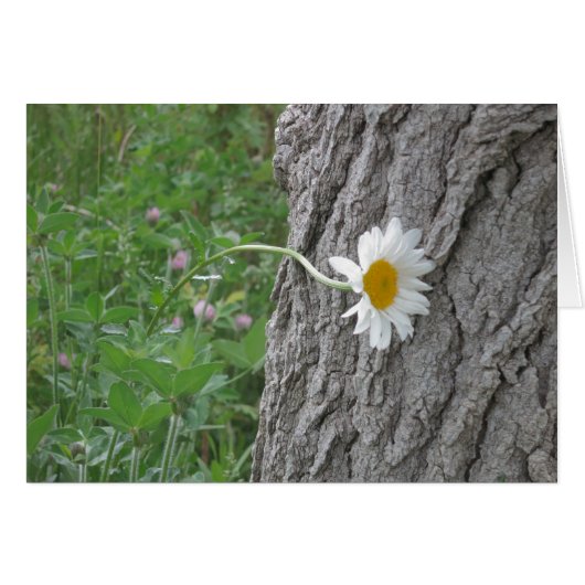 Curious Daisy Cards (Front Horizontal)
