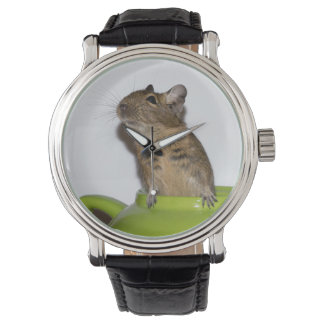 Curious Degu in a Green Teapot Watch