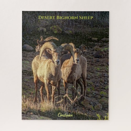 Curious Desert Bighorn Sheep Ram And Ewes Jigsaw Puzzle