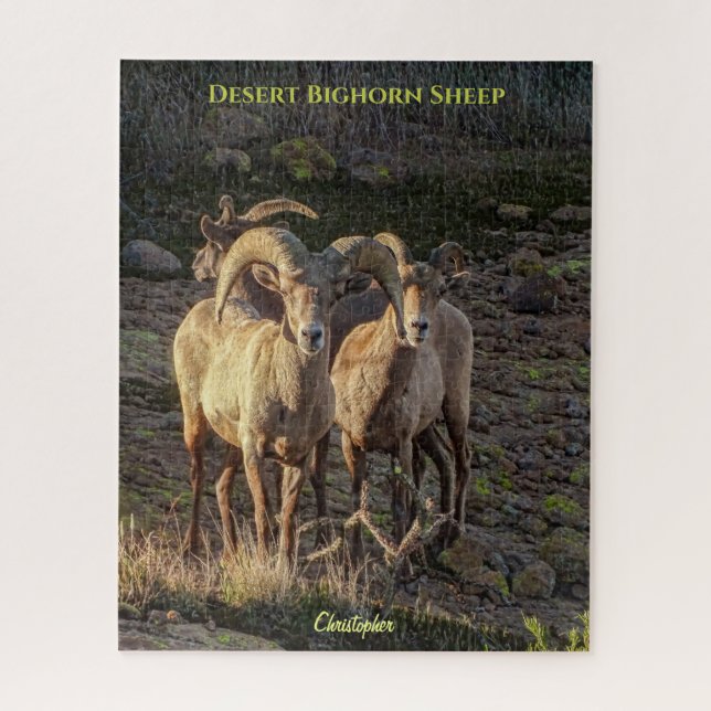 Curious Desert Bighorn Sheep Ram And Ewes Jigsaw Puzzle (Vertical)