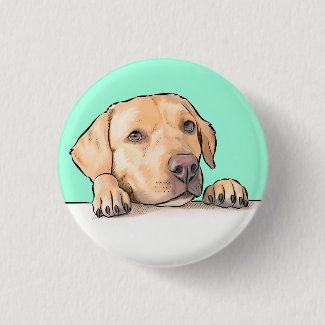 Curious Dog