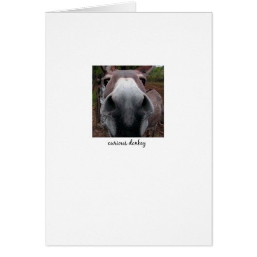 Curious Donkey Cards (Front)