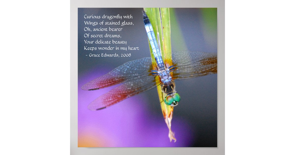 Curious Dragonfly Poem - poster / print | Zazzle