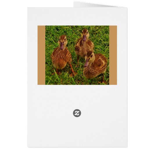 Curious Ducks (Back)