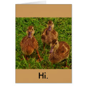 Curious Ducks (Front)