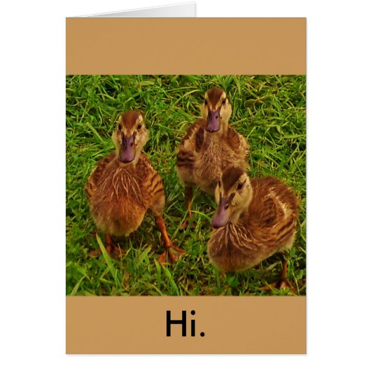 Curious Ducks (Front)