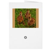 Curious Ducks Cards (Back)