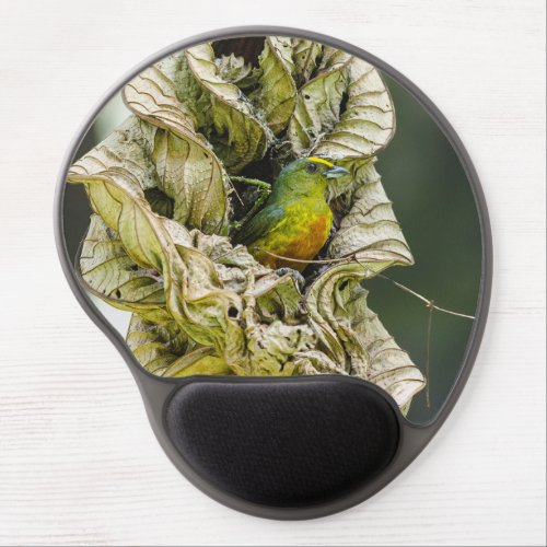 Curious Exotic Bird Olive Backed Euphonia Photo Gel Mouse Pad